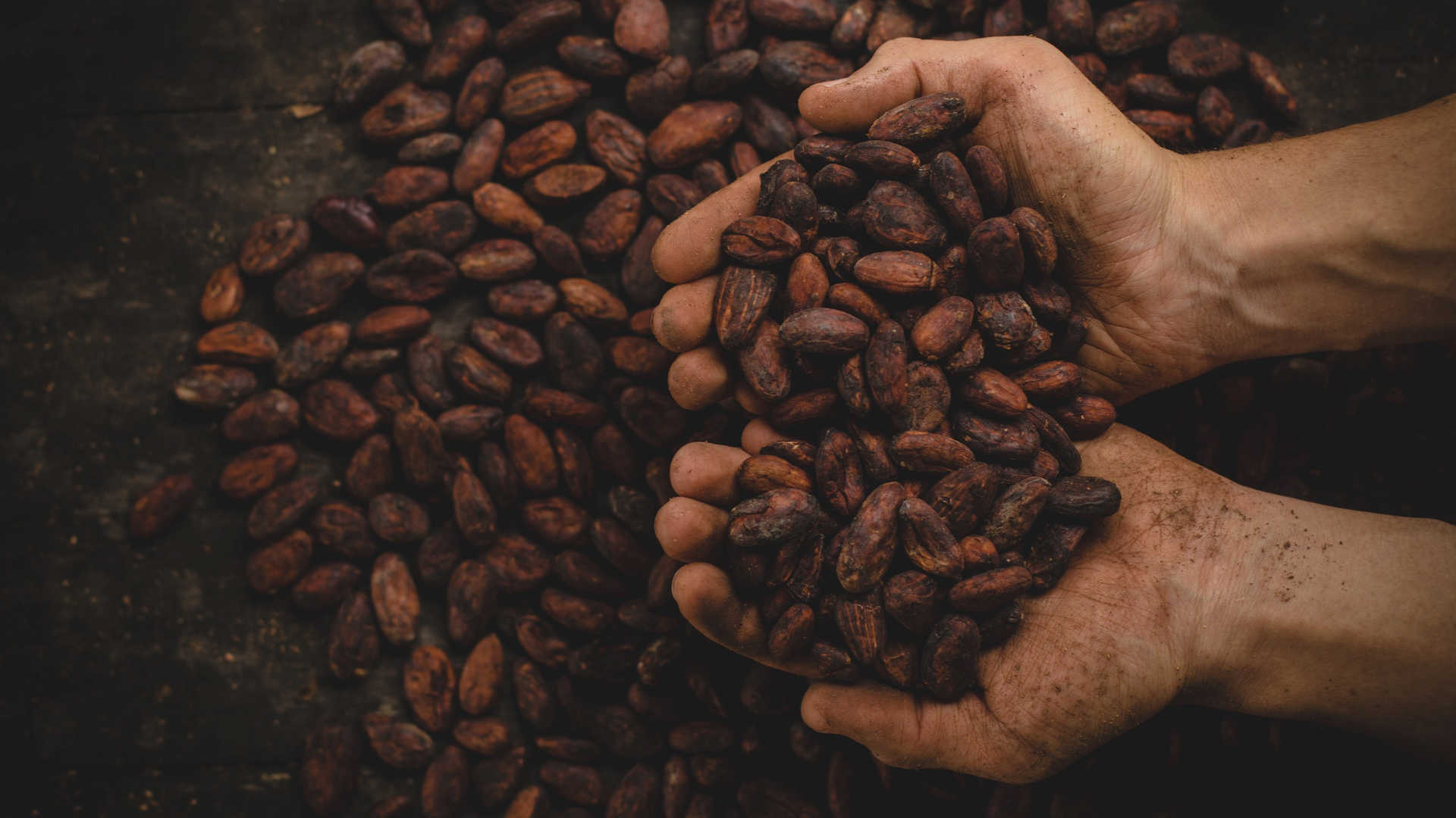 Ruky držiace kakaové bôby 