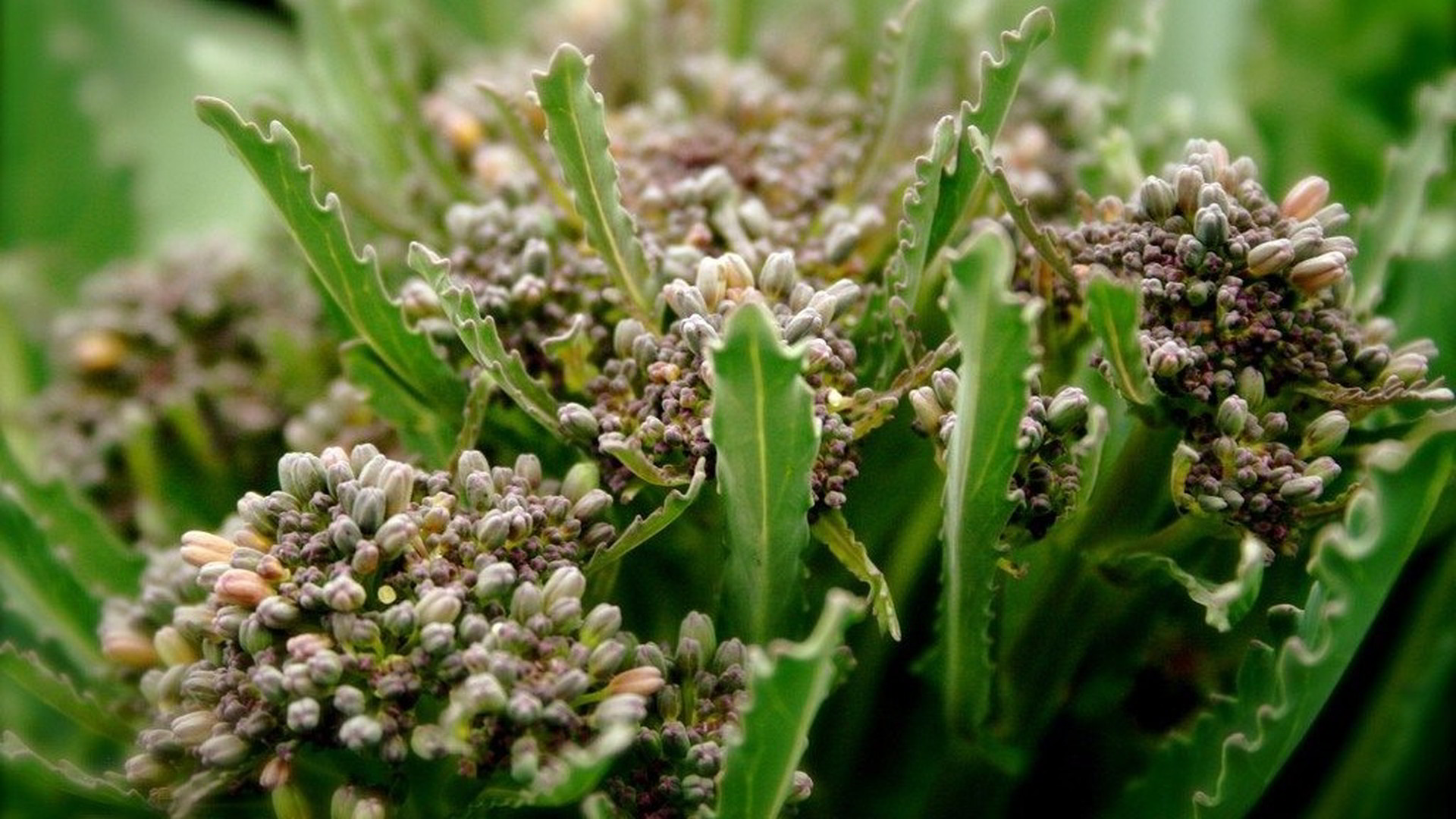 Brokolicové semienka