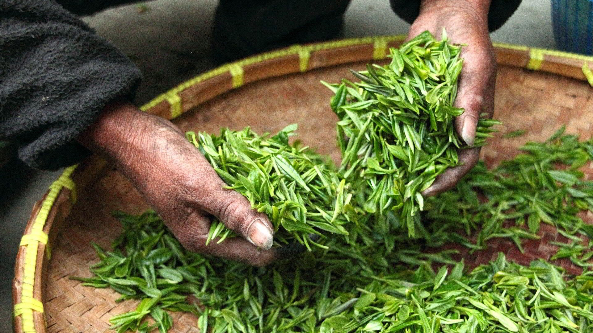 Listy zeleného čaju 