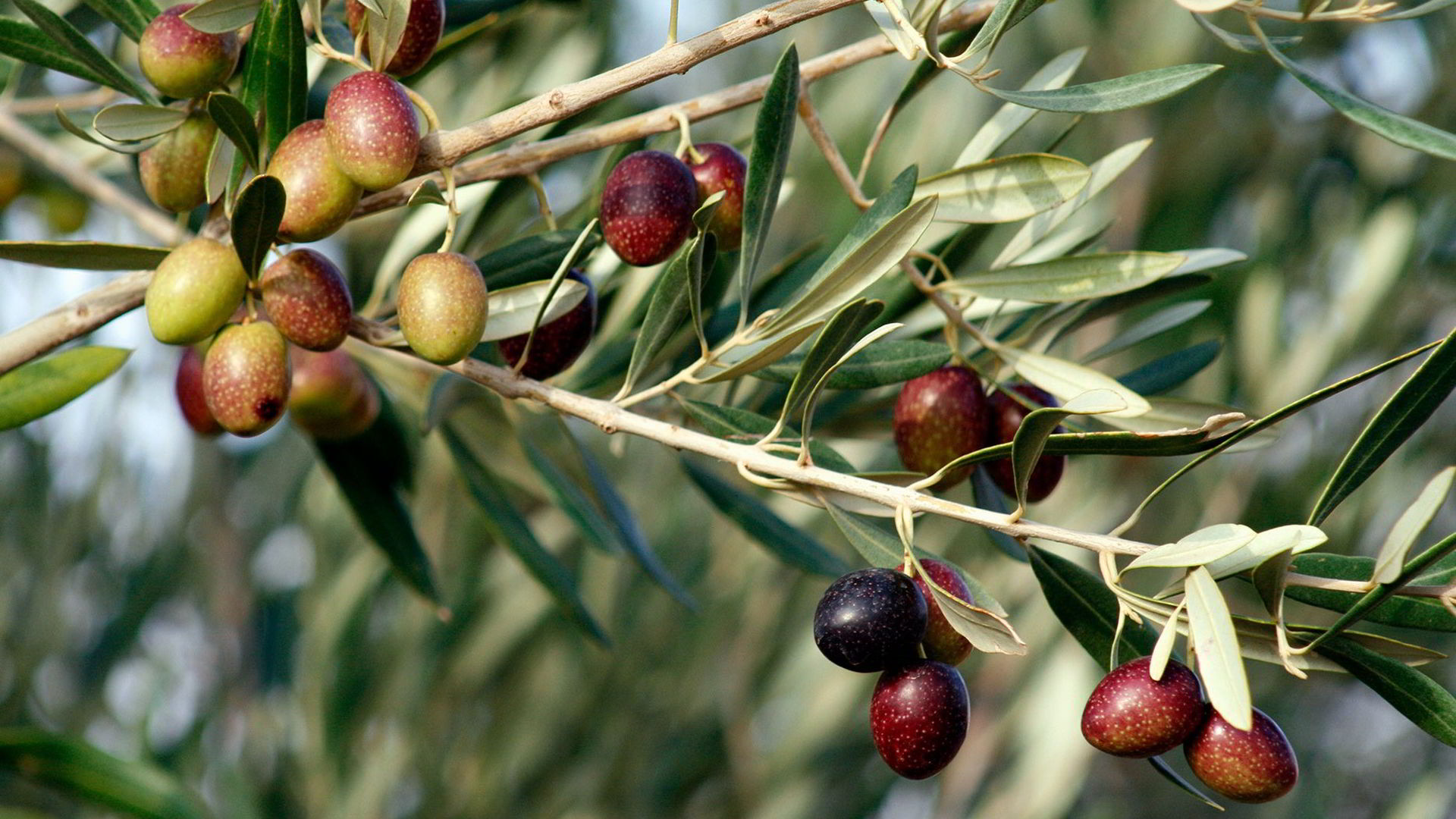 Olivy na olivovom strome