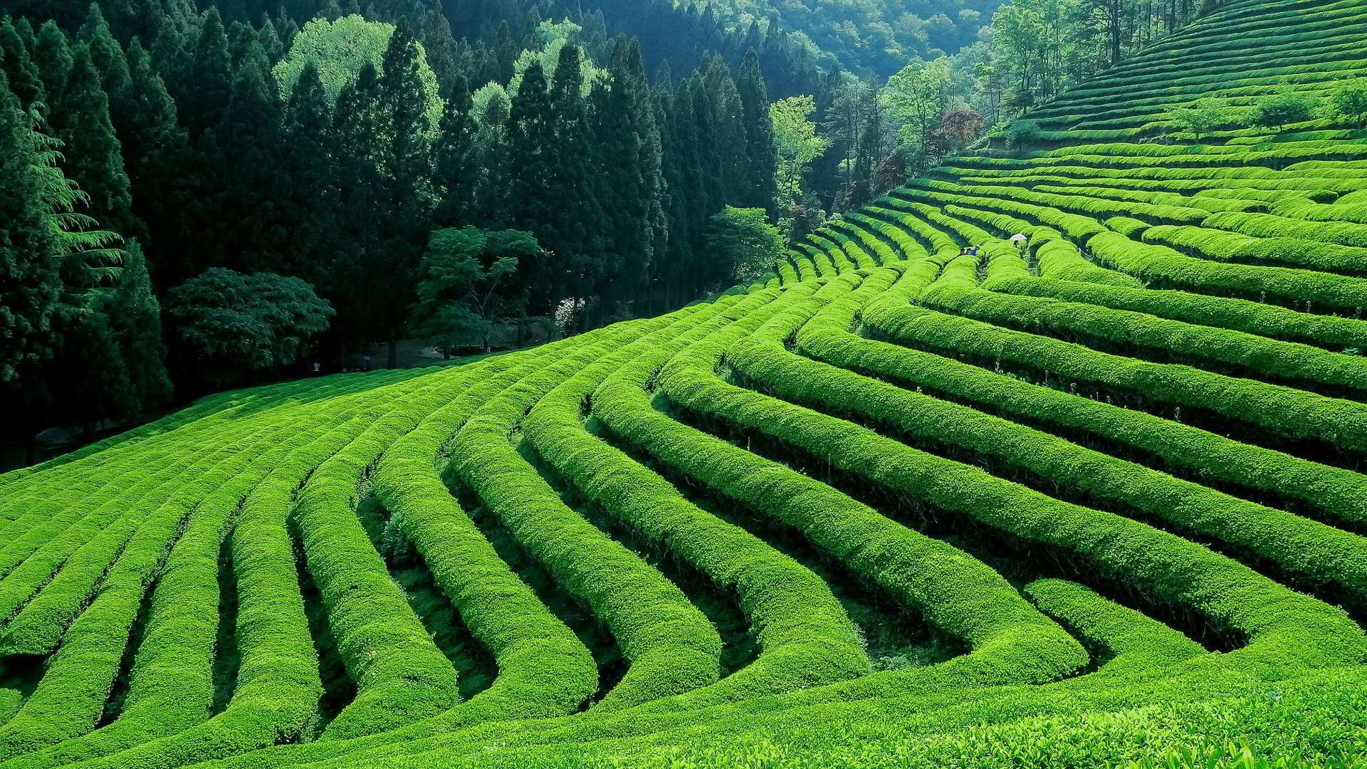 Plantáž zeleného čaju