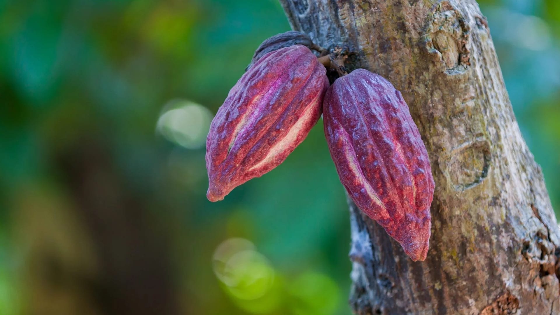 Kakaové bôby rastúce na kakaovníku.