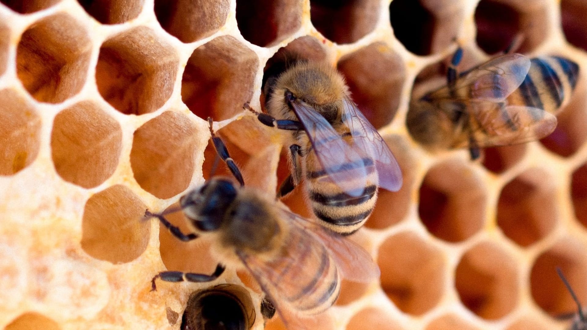 Včela produkujúca manuka med.